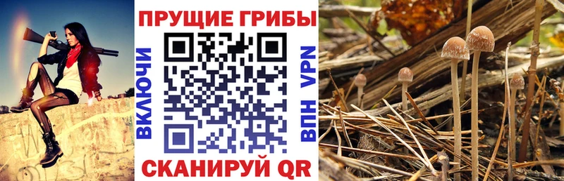 Купить закладки  Ардон  Галлюциногенные грибы GOLDEN TEACHER 